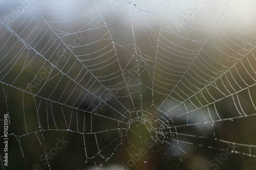 web in the morning mist