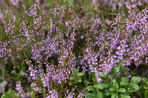 flowering heather in the forest photo