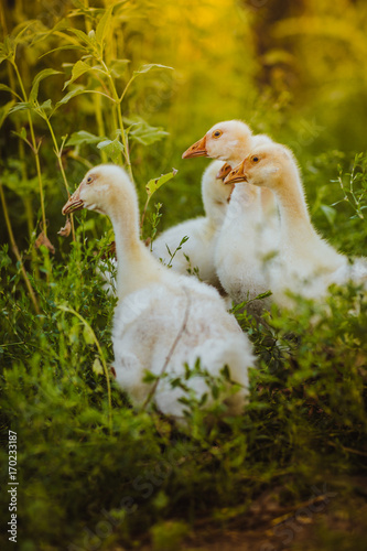 Five young goose together sit in the grass photo