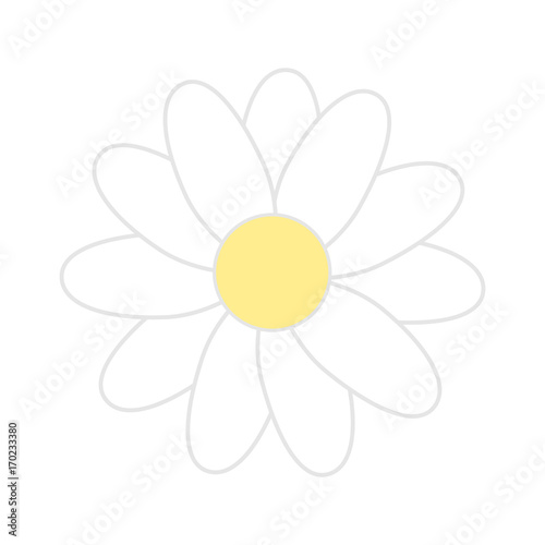 Daisy flower illustration vector. White background.