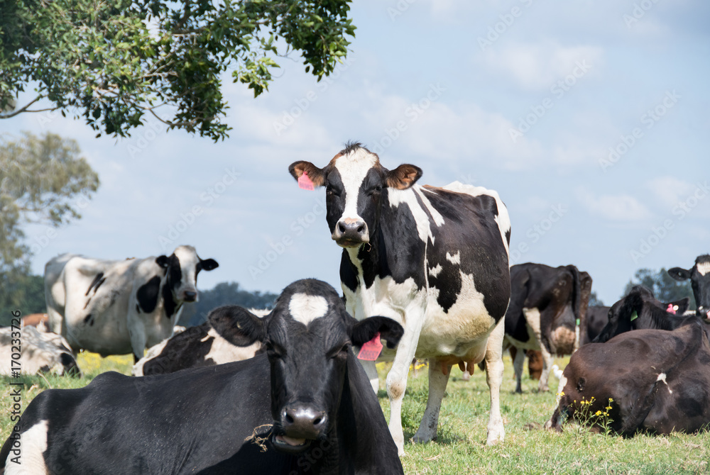 Dairy cow standing in field surrounded by herd