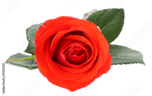 red rose isolated on a white background