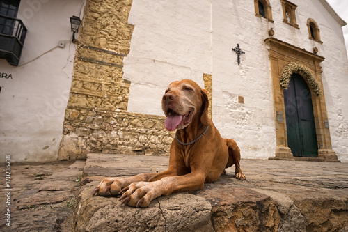 golden vizsla dog in Villa de Leyva Colombia photo