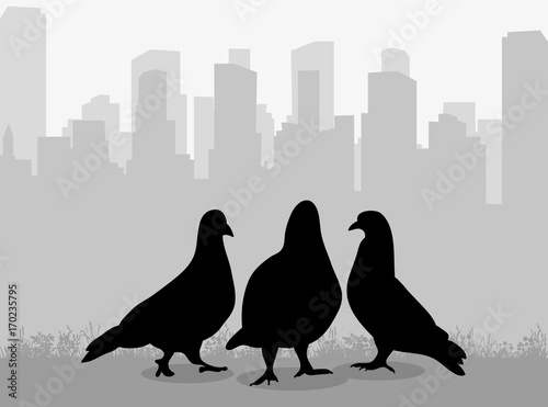 Vector, isolated silhouette of the pigeons