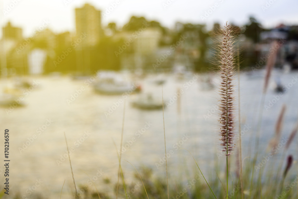 Fototapeta premium Beautiful grass at harbour, Sydney australia