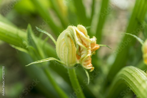 flowering zucchini in vegetable garden