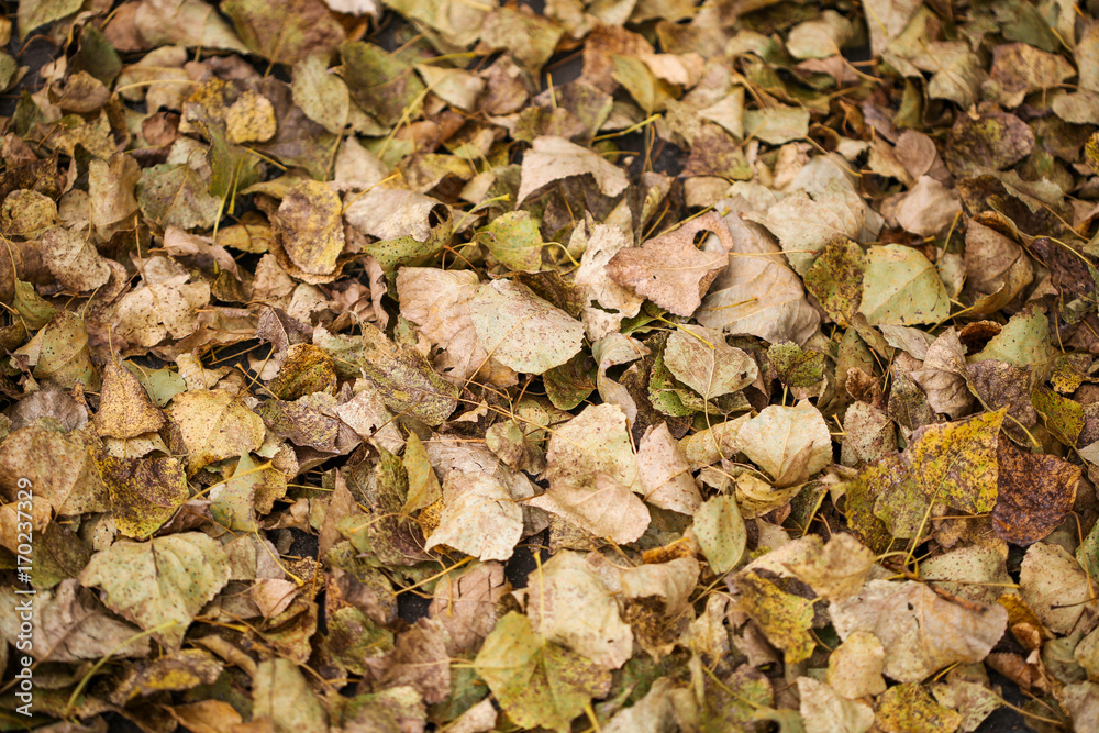 Texture of fallen leaves on ground Texture of fallen leaves on ground