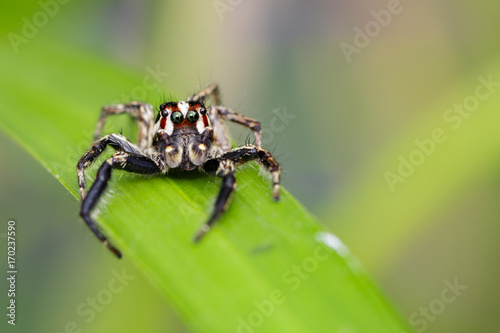 Image of Jumping spiders(Plexippus paykulli.,male) on green leaves. Insect Animal © yod67