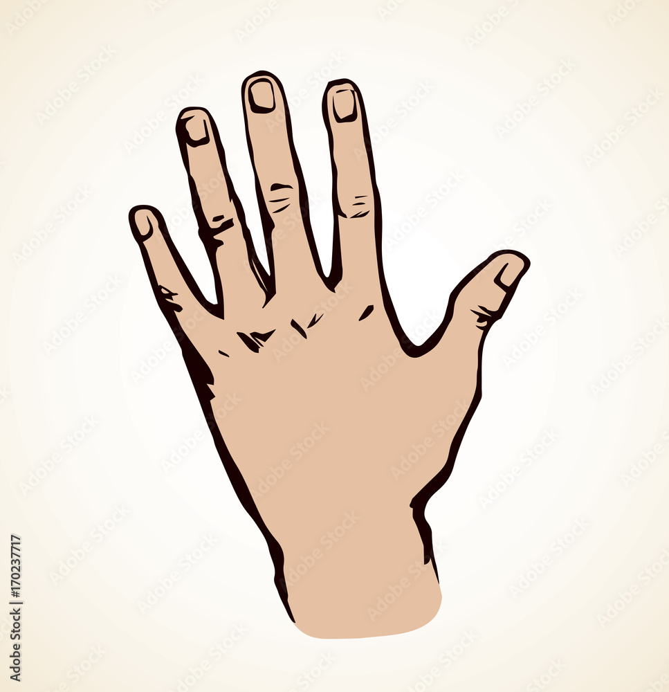Obraz premium Palm. Vector drawing