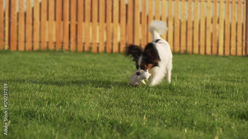 Papillon Continental Toy Spaniel puppy playing with plush mouse on a green lawn stock footage video photo