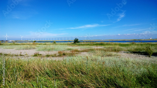 Sand dunes in Copenhagen (Denmark) photo