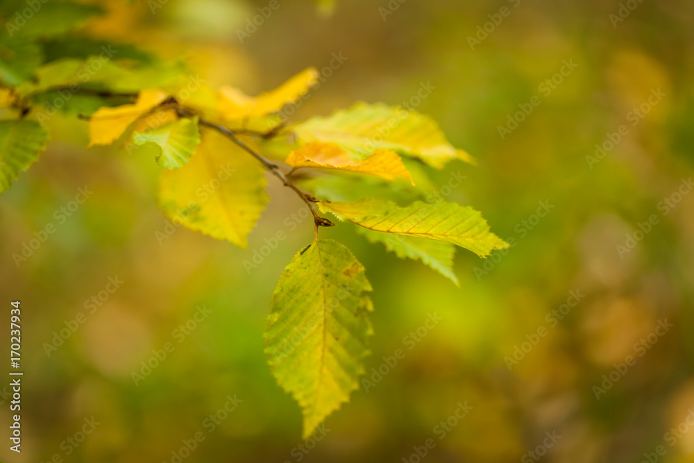 Autumn landscape. Fall background