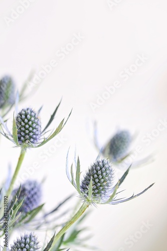Obraz na płótnie Fresh Eryngium Flowers w salonie