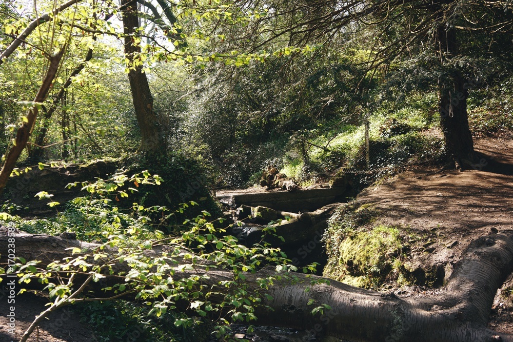 Obraz premium Sunlight breaking through at Lincombe Barn, Bristol