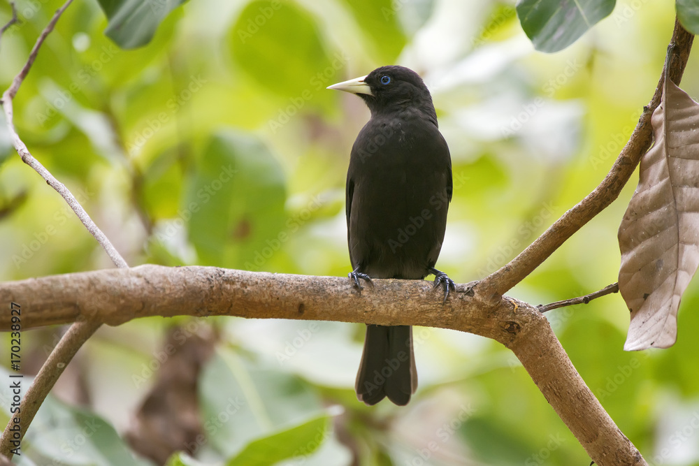 Guaxe (Cacicus haemorrhous) | Red-rumped Cacique photographed in Linhares, Espírito Santo - Southeast of Brazil. Atlantic Forest Biome. Guaxe (Cacicus haemorrhous) | Red-rumped Cacique photographed in Linhares, Espírito Santo - Southeast of Brazil. Atlantic Forest Biome.