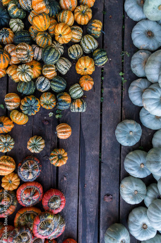 colorful pumpkins on wood background
