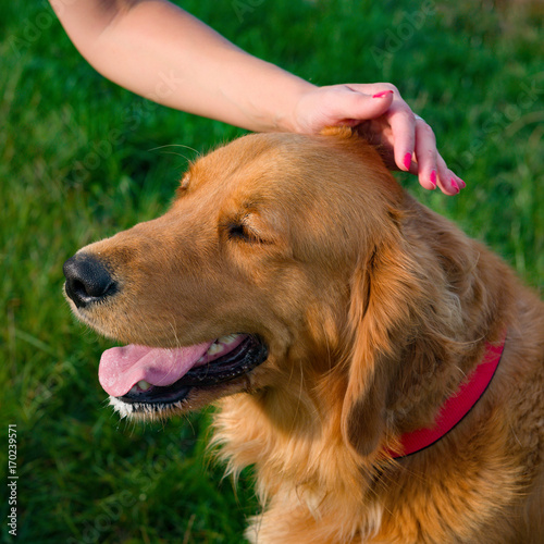 Woman and her family pet dog golden retriever. Human hand stroking beautiful pet dog. photo