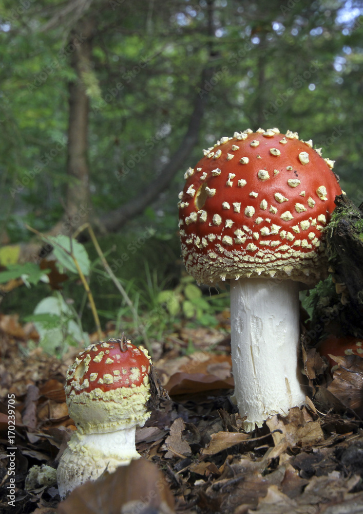 Fototapeta premium Fliegenpilze (Amanita muscaria) 