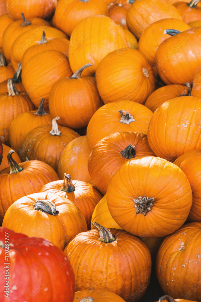 pumpkins pumpkins