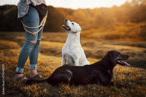 Zwei junge Hunde mit einer Frau beim Spaziergang auf einer Wiese bei Sonnenuntergang photo