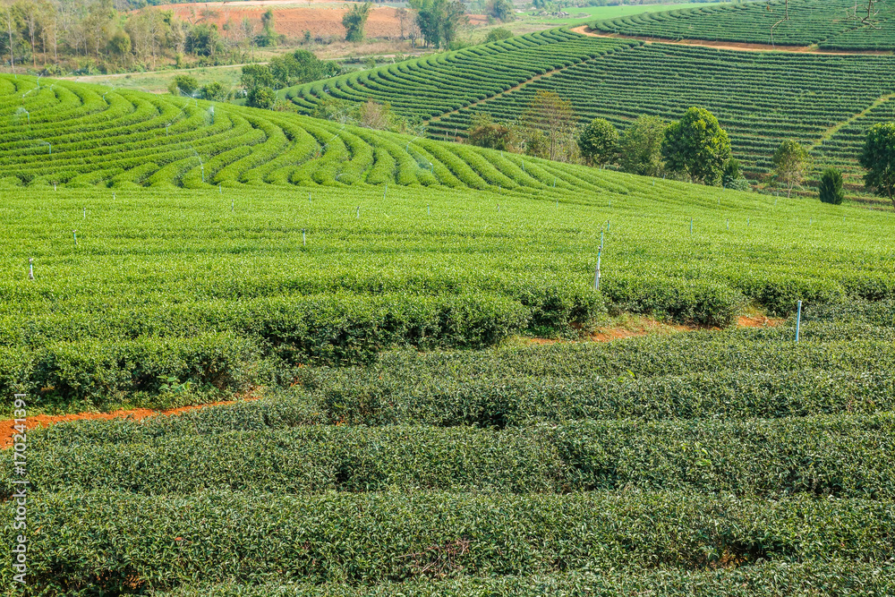 Beautiful tea farm with green environment