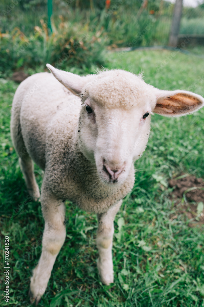 Lamb portrait. Cute young farm animal. Sheep. Livestock. Lamb portrait. Cute young farm animal. Sheep. Livestock.