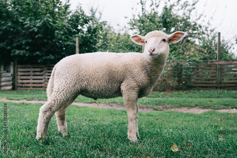 Obraz premium Lamb. Cute young farm animal. Sheep. Livestock.