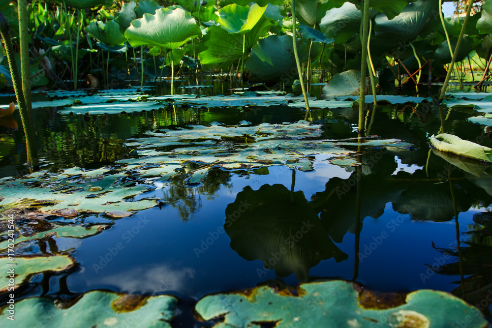 Dried lotus leaf in the pool in garden Dried lotus leaf in the pool in garden
