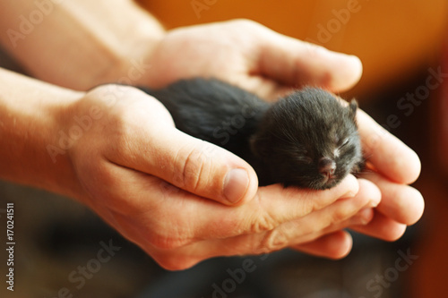 Black newborn kitten of man's hands