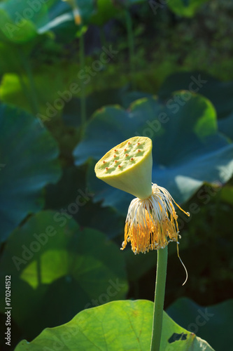 Lotus seedpod in pond In Xiamen Garden Expo