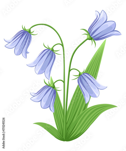 Bell-flowers Campanula - Hand drawn vector illustration of blue bell flowers and buds on white background. Colorful flowers icons set. Vector isolated floral elements.