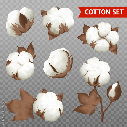 Cotton Plant Transparent Realistic Set
