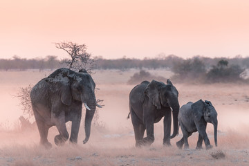 Acrylglasbilder Elefant Elefanten Etosha Pfanne Namibia Staub  © WJRVisuals