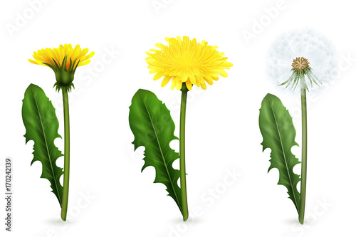  Dandelion In Different Stages Of Flowering Realistic Set