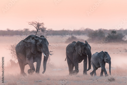 Etosha Elephants