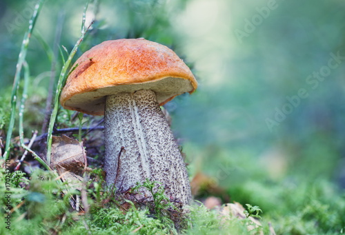 mushroom an orange-cap boletus grew in summer in forest. Focus .concept.