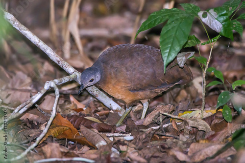 Tururim (Crypturellus soui) | Little Tinamou photographed in Linhares, Espírito Santo - Southeast of Brazil. Atlantic Forest Biome. photo