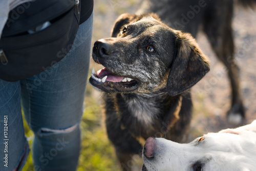 Fototapeta Naklejka Na Ścianę i Meble -  Hungriger Hund erwartet Belohnung von Frau