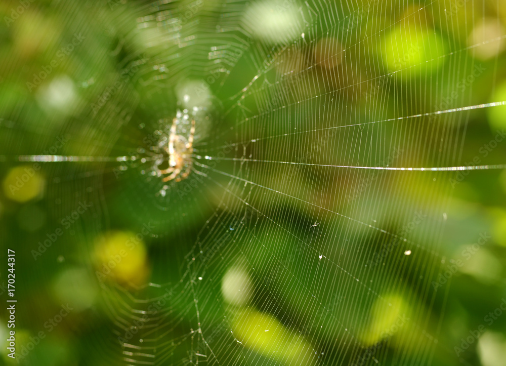 Spider in the web Spider in the web
