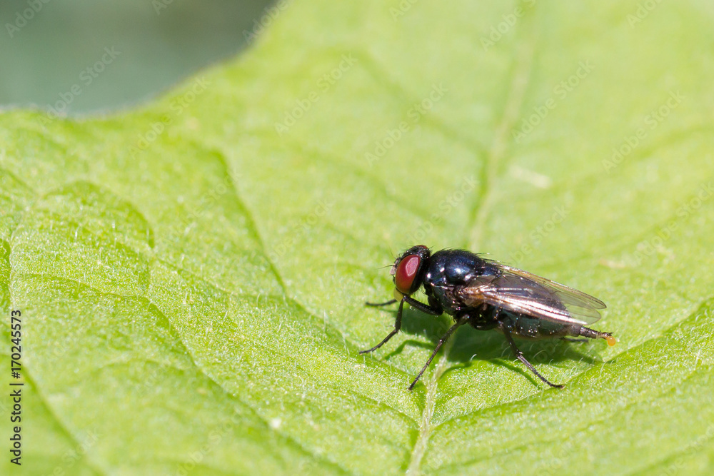 Small fly resting Small fly resting