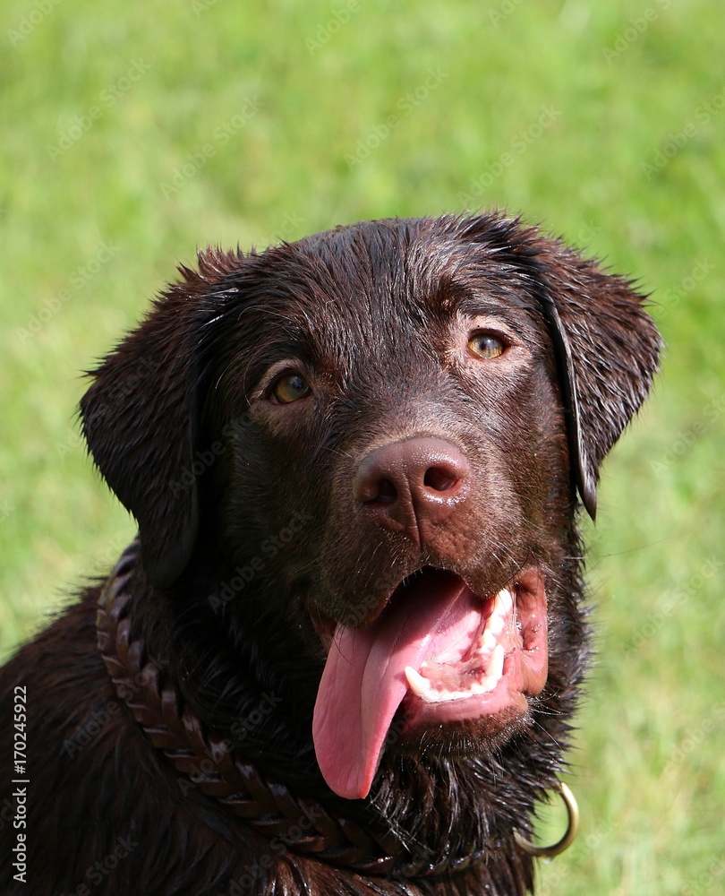 nasser brauner Labrador retriever nasser brauner Labrador retriever