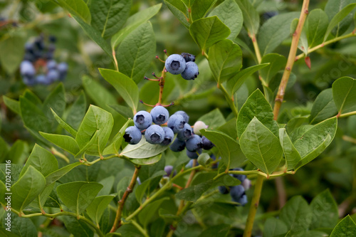 Blueberries ripening from the trees