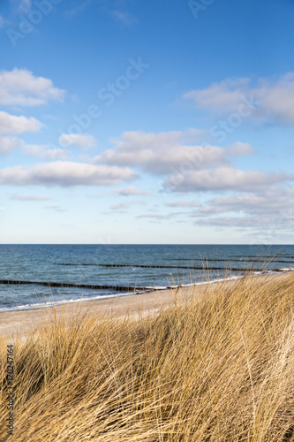 Fototapeta Naklejka Na Ścianę i Meble -  Dünengras weht im Wind, im Hintergrund das Meer mit Holzpfählen