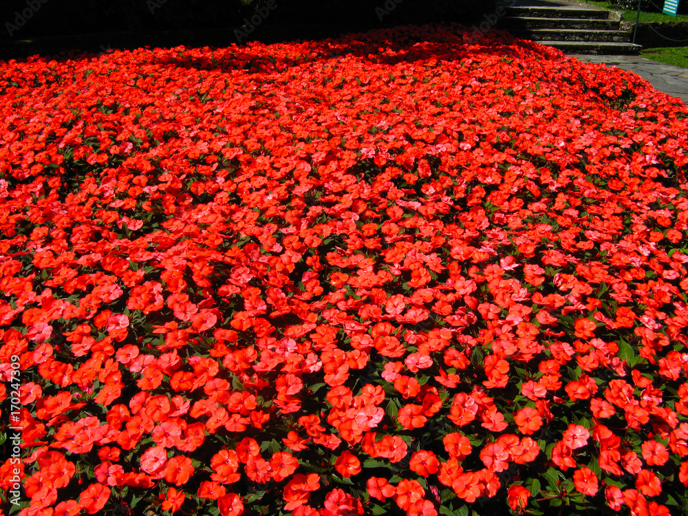 Fototapeta premium rotes Blütenmeer - Giardini Botanici Villa Taranto