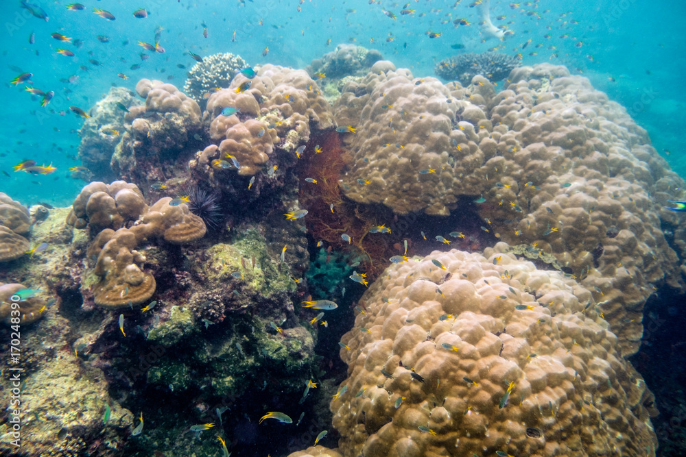 Coral reef with school fish in phi phi island Coral reef with school fish in phi phi island