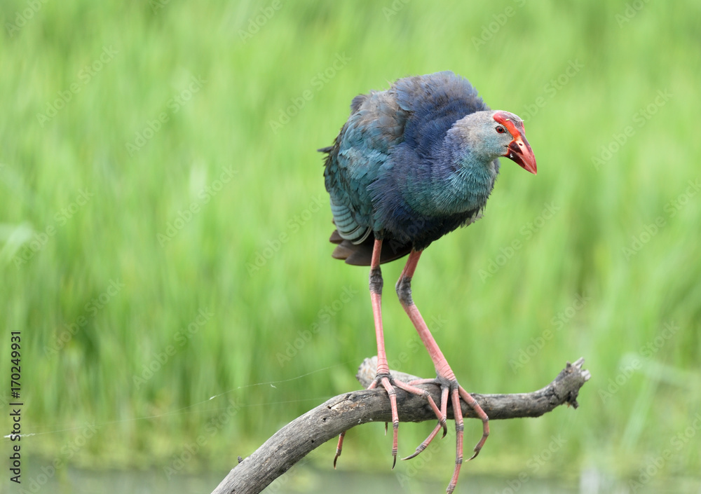 Purple swamphen Porphyrio porphyrio in fresh green grass background Purple swamphen Porphyrio porphyrio in fresh green grass background