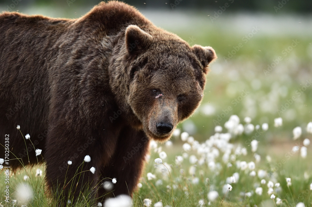 European Brown Bear portrait in a bog at summer. European Brown Bear portrait in a bog at summer.
