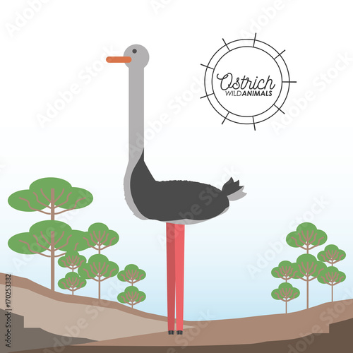 ostrich icon over forest background colorful design vector illustration