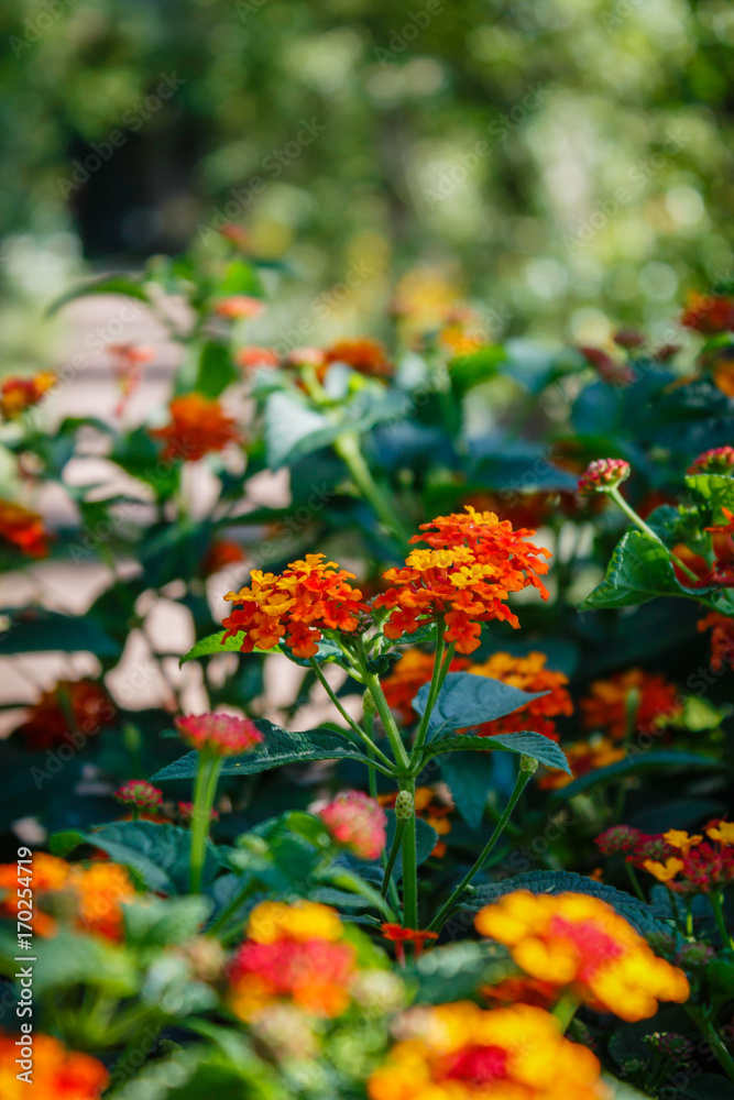 Detail of an orange flower in the garden with plenty of green in the background