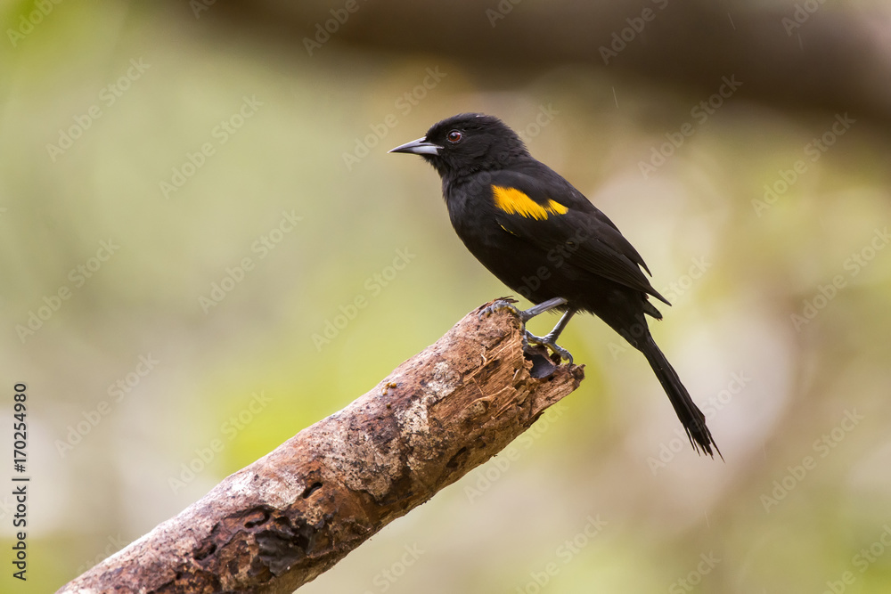 Obraz premium Encontro (Icterus pyrrhopterus) | Variable Oriole photographed in Linhares, Espírito Santo - Southeast of Brazil. Atlantic Forest Biome.